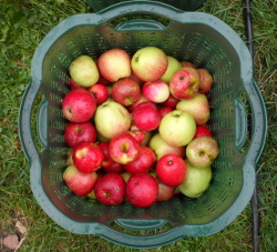Äpfel im Abtropfkorb