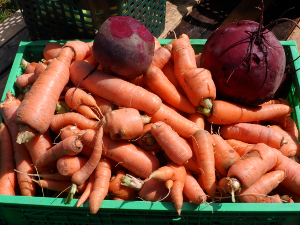 Rote Beete und Karotten
